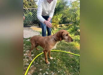 Wenn ein Hund einfach zurückbleibt… Orlanda, die Segugia-Hündin sucht ihr Glück