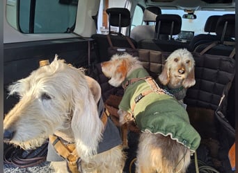 Notfall RED… alt, krank und nicht mehr gewollt….