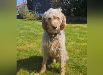 Notfall RED… alt, krank und nicht mehr gewollt….