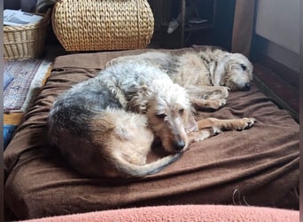 Notfall RED… alt, krank und nicht mehr gewollt….