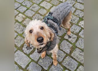 Notfall RED… alt, krank und nicht mehr gewollt….