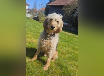 Notfall RED… alt, krank und nicht mehr gewollt….