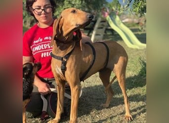 Padino - ein feiner, sanfter Bub ist bereit für ein liebevolles Zuhause