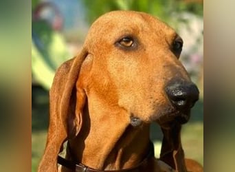 Padino - ein feiner, sanfter Bub ist bereit für ein liebevolles Zuhause