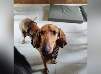 Padino - ein feiner, sanfter Bub ist bereit für ein liebevolles Zuhause