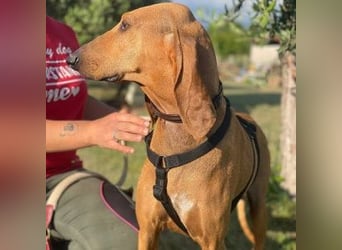 Padino - ein feiner, sanfter Bub ist bereit für ein liebevolles Zuhause