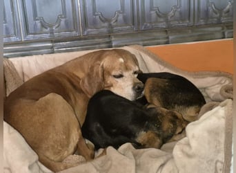 Rocco  - dringend - ein Überlebenskünstler sucht ein neues Zuhause