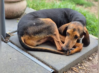 Rocco  - dringend - ein Überlebenskünstler sucht ein neues Zuhause