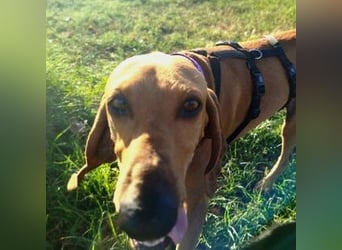 Padino - ein feiner, sanfter Bub ist bereit für ein liebevolles Zuhause