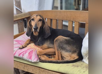 Rocco  - dringend - ein Überlebenskünstler sucht ein neues Zuhause