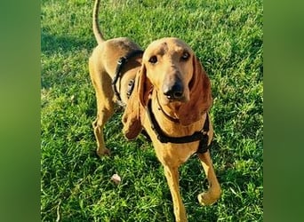 Padino - ein feiner, sanfter Bub ist bereit für ein liebevolles Zuhause