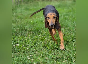 Rocco  - dringend - ein Überlebenskünstler sucht ein neues Zuhause