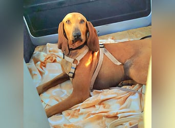 Padino - ein feiner, sanfter Bub ist bereit für ein liebevolles Zuhause