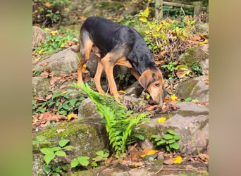 Rocco  - dringend - ein Überlebenskünstler sucht ein neues Zuhause