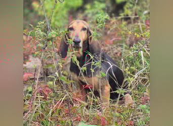 Rocco  - dringend - ein Überlebenskünstler sucht ein neues Zuhause