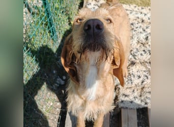 Amerigo – ein echter Naturbursche mit feiner Spürnase 