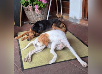 Rocco  - dringend - ein Überlebenskünstler sucht ein neues Zuhause