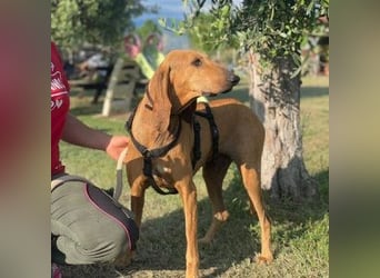 Padino - ein feiner, sanfter Bub ist bereit für ein liebevolles Zuhause
