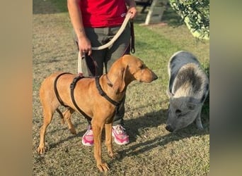 Padino - ein feiner, sanfter Bub ist bereit für ein liebevolles Zuhause