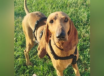 Padino - ein feiner, sanfter Bub ist bereit für ein liebevolles Zuhause