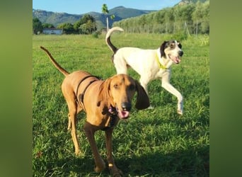 Padino - ein feiner, sanfter Bub ist bereit für ein liebevolles Zuhause