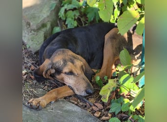 Rocco  - dringend - ein Überlebenskünstler sucht ein neues Zuhause