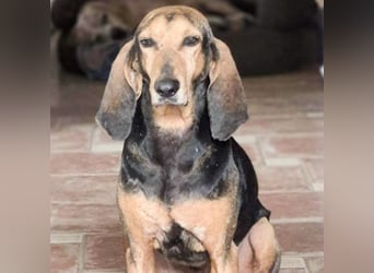 Rocco  - dringend - ein Überlebenskünstler sucht ein neues Zuhause