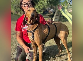 Padino - ein feiner, sanfter Bub ist bereit für ein liebevolles Zuhause