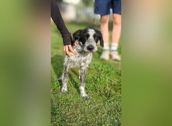 Billy - Knuddelfreund sucht Familie