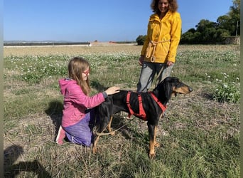 Baro - Der Alleskönner