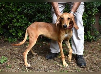 Myles - hofft auf ein warmes Plätzchen, bevor der Winter kommt