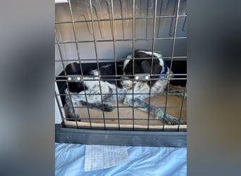 Billy - Knuddelfreund sucht Familie