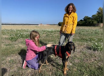 Baro - Der Alleskönner