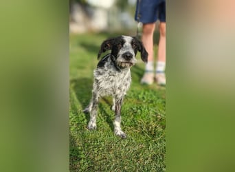 Billy - Knuddelfreund sucht Familie