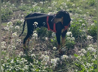 Baro - Der Alleskönner