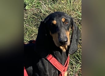 Baro - Der Alleskönner