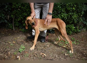 Myles - hofft auf ein warmes Plätzchen, bevor der Winter kommt