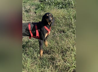 Baro - Der Alleskönner