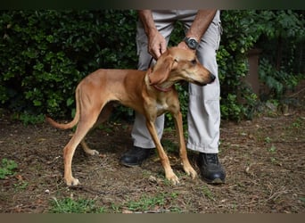 Myles - hofft auf ein warmes Plätzchen, bevor der Winter kommt