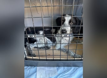 Billy - Knuddelfreund sucht Familie