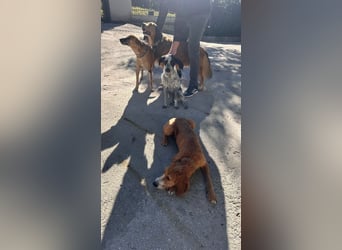 Billy - Knuddelfreund sucht Familie