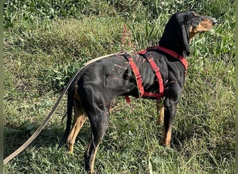 Baro - Der Alleskönner