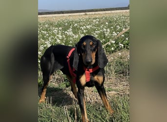 Baro - Der Alleskönner