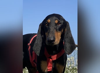 Baro - Der Alleskönner