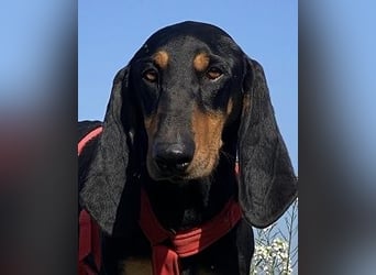 Baro - Der Alleskönner