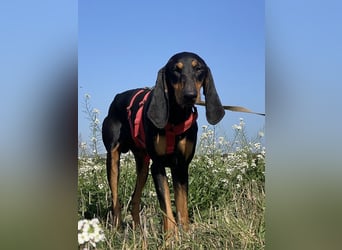 Baro - Der Alleskönner