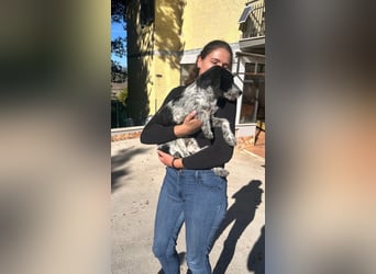 Billy - Knuddelfreund sucht Familie