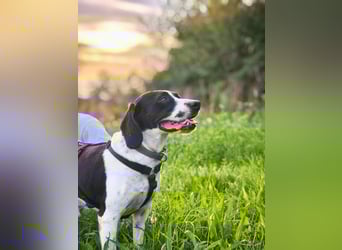 Brando – sanfter Segugio Italiano sucht ein liebevolles Zuhause