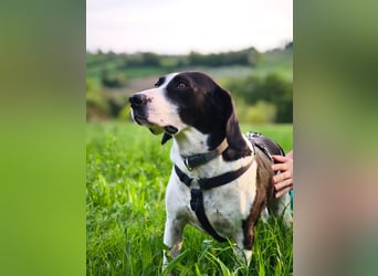 Brando – sanfter Segugio Italiano sucht ein liebevolles Zuhause