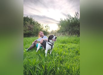 Brando – sanfter Segugio Italiano sucht ein liebevolles Zuhause